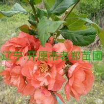 富贵王子海棠接穗嫁接繁育种条耐寒扦插小苗实地看苗订