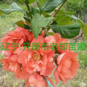富贵王子海棠接穗嫁接繁育种条耐寒扦插小苗实地看苗订