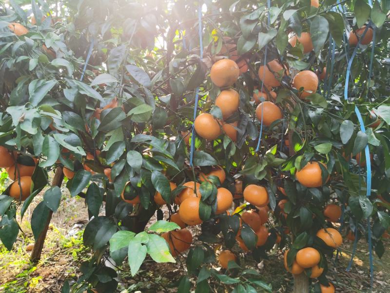 代办.沃柑果、、沃柑果、、沃柑果
