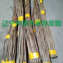 普林斯顿黄金枫接穗挪威槭黄金枫种条嫁接繁育杩子优惠