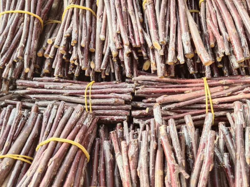 金叶榆接穗嫁接繁育种条蜡封储存优良地接金叶榆优惠