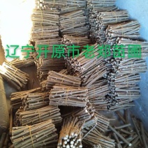 金叶榆接穗嫁接繁育种条蜡封储存优良地接金叶榆优惠