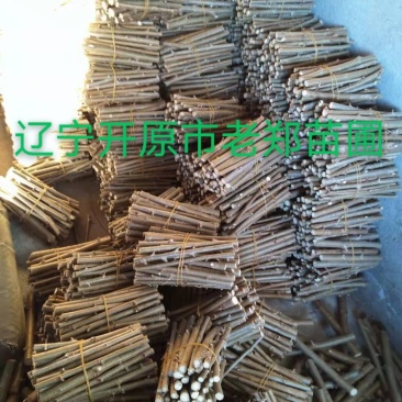 金叶榆接穗嫁接繁育种条蜡封储存优良地接金叶榆优惠
