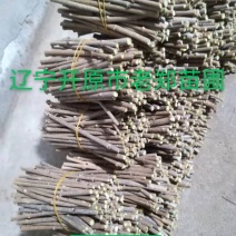 垂枝丁香接穗垂丝丁香种条嫁接繁育杩子量大从优