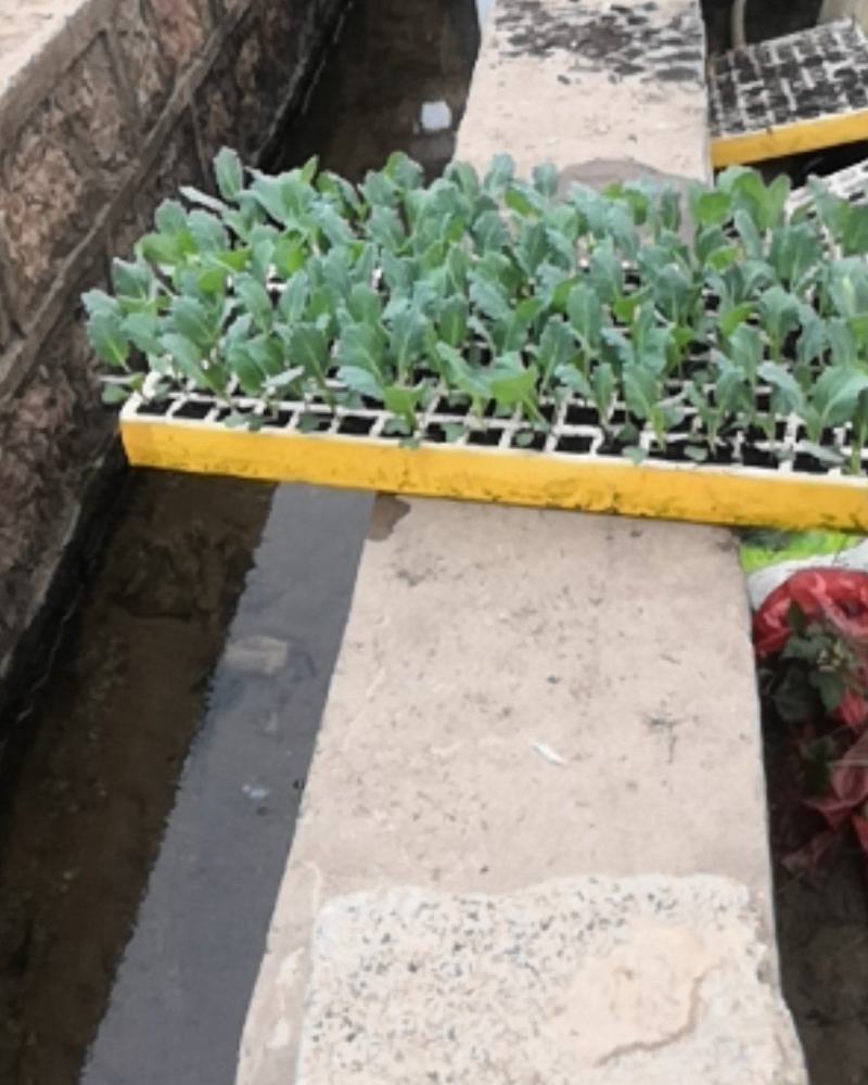 西兰花苗，青花苗（冬季种植品种）欢迎全国各地，询问与采购