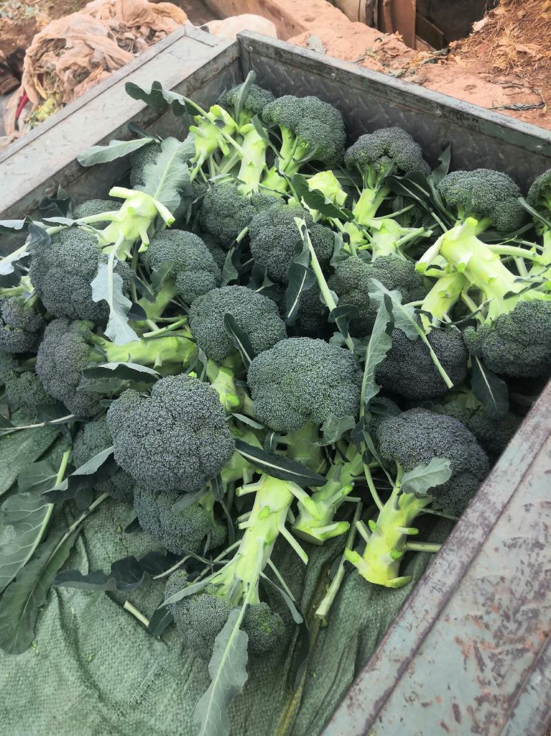 西兰花苗，青花苗（冬季种植品种）欢迎全国各地，询问与采购