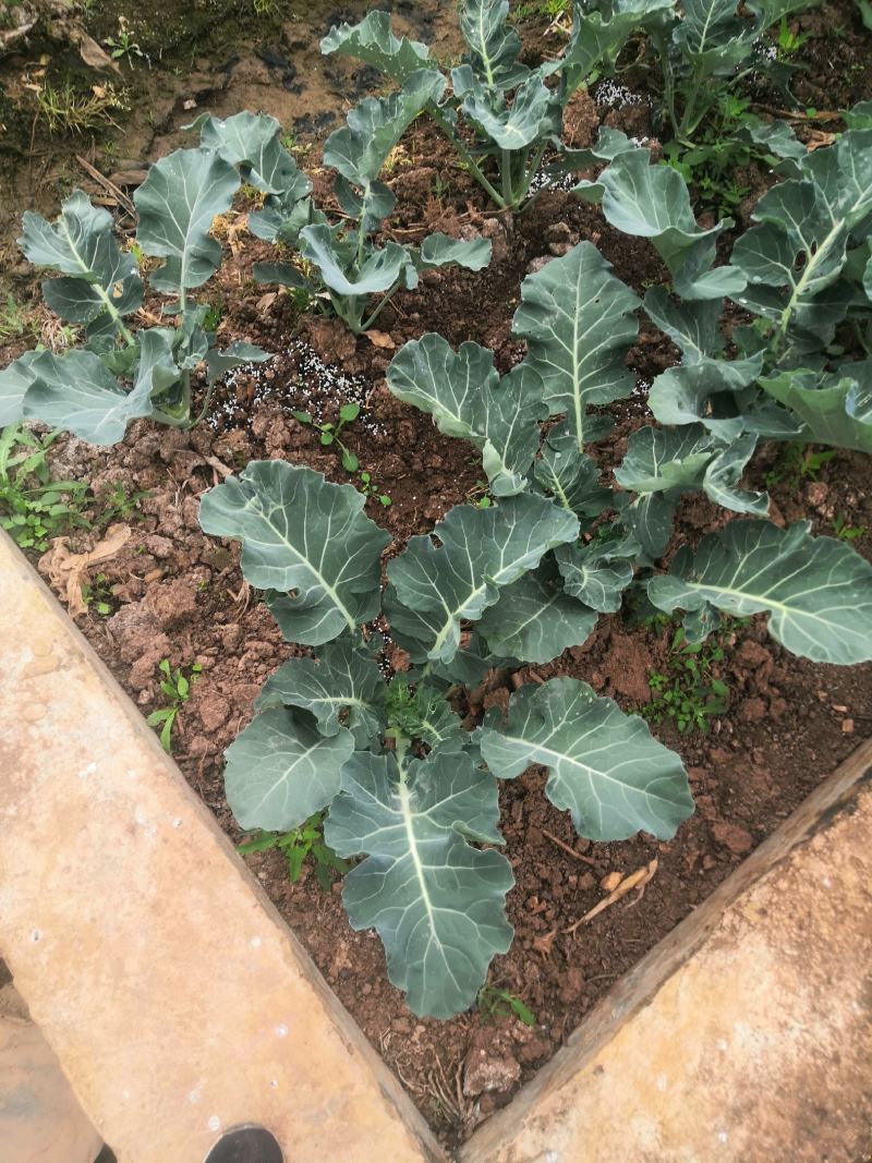 西兰花苗，青花苗（冬季种植品种）欢迎全国各地，询问与采购