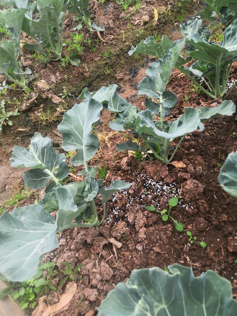 西兰花苗，青花苗（冬季种植品种）欢迎全国各地，询问与采购