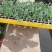 西兰花苗，青花苗（冬季种植品种）欢迎全国各地，询问与采购