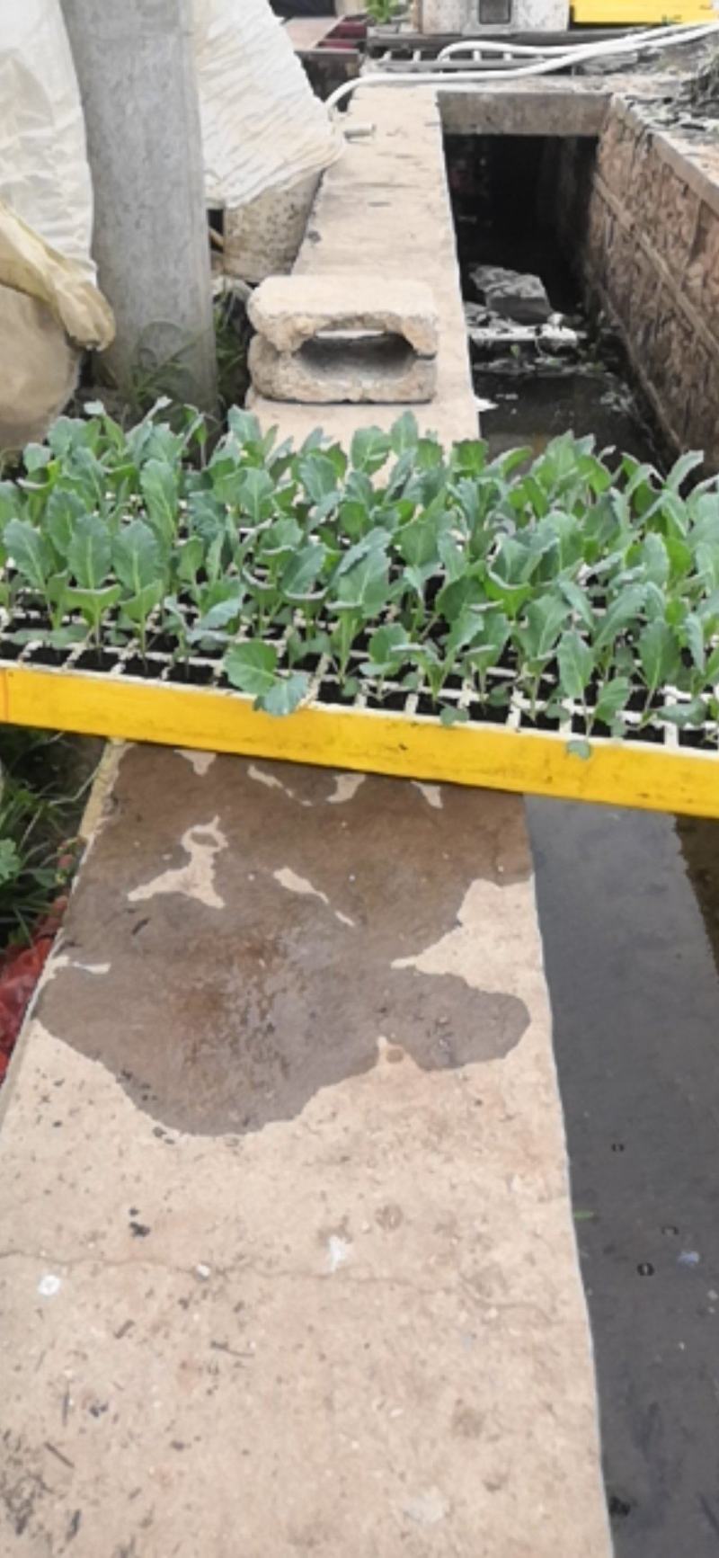 西兰花苗，青花苗（冬季种植品种）欢迎全国各地，询问与采购