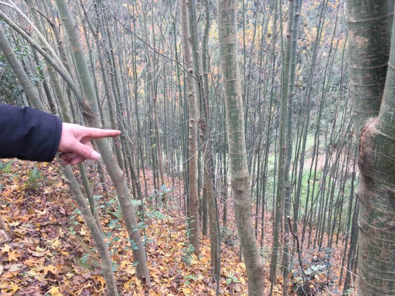 青枫，有青枫桩，有各种新老紫薇