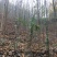 青枫，有青枫桩，有各种新老紫薇