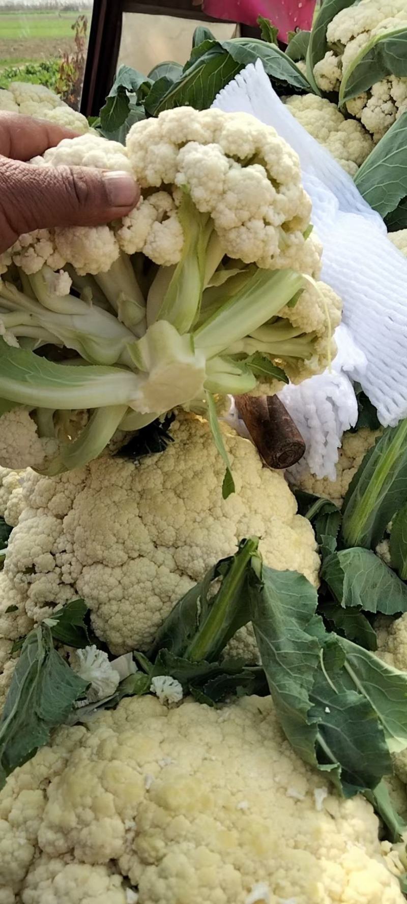 花菜，有机菜花，对接电商平台青梗白面小米菜花，保质保量