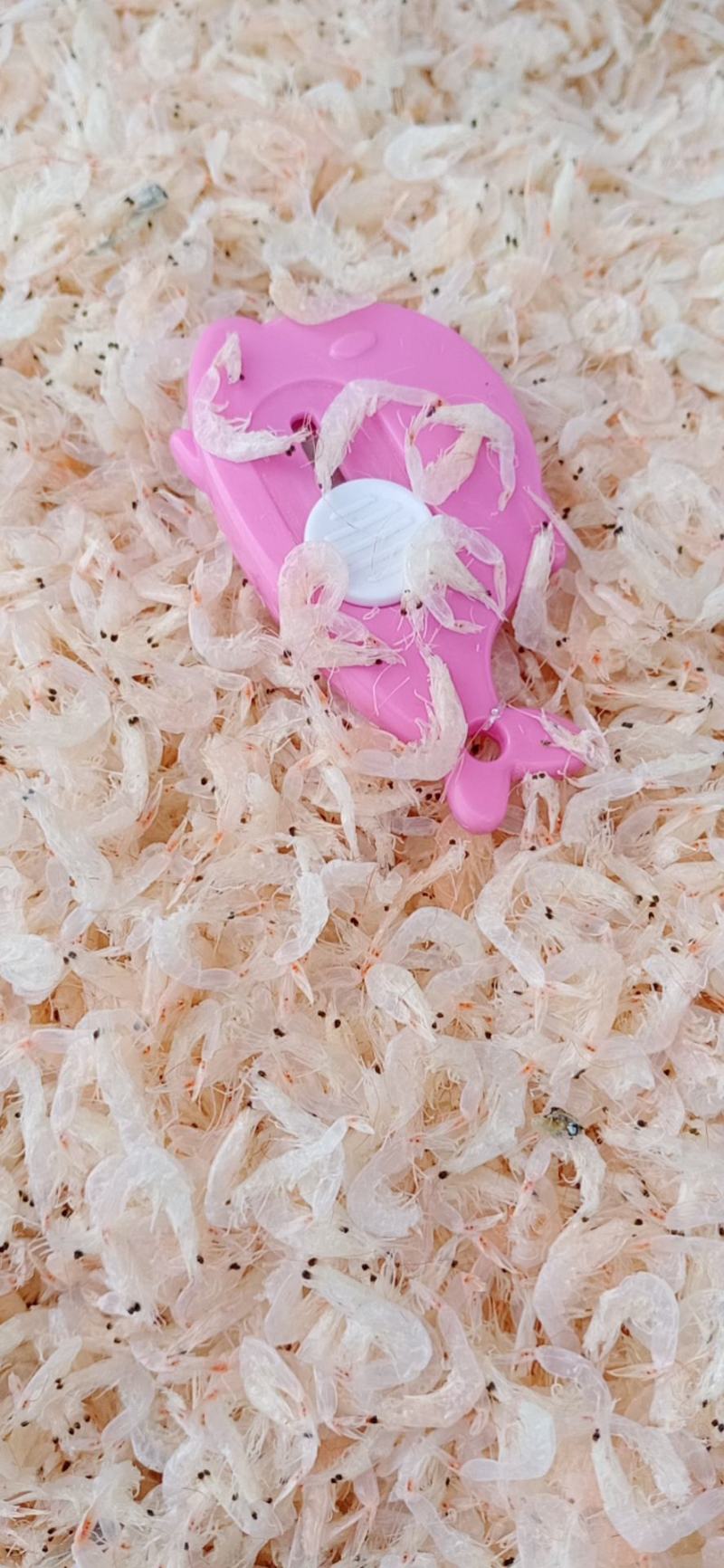 虾皮淡干无盐产地直发大量现货支持一件带发