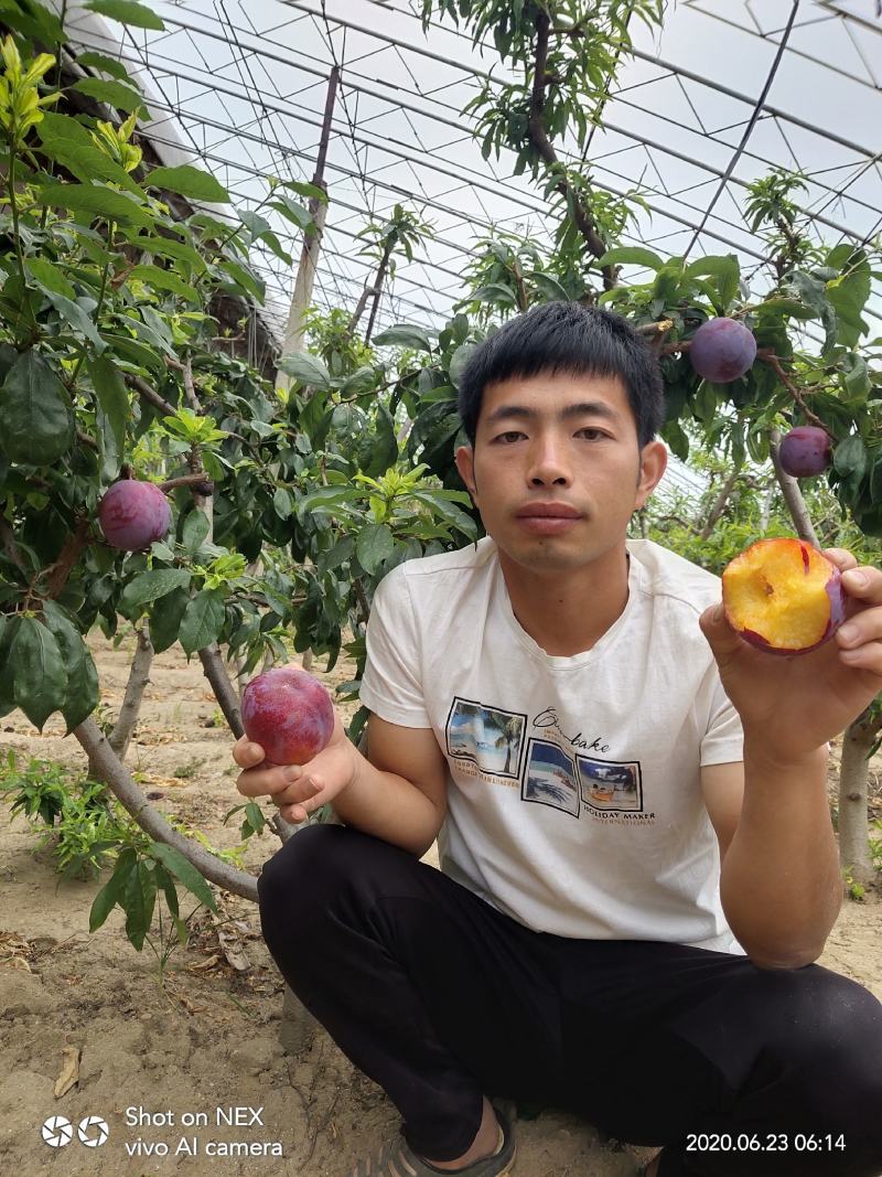 红蜜李子树苗，保证质量产地直发，量大从优.一手货源