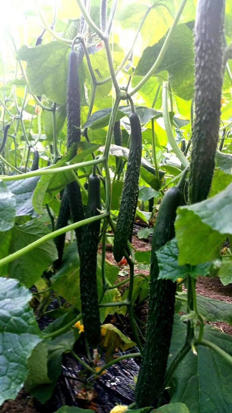密刺黄瓜种子津优315抗寒抗病高产优质
