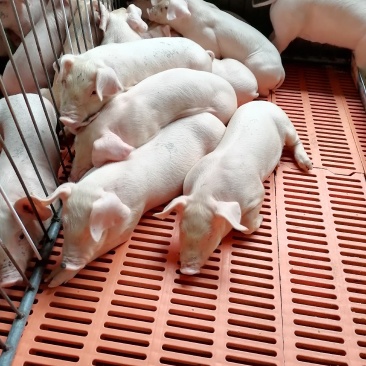精品育肥猪仔，大量货源保证健康，可全国各地发货