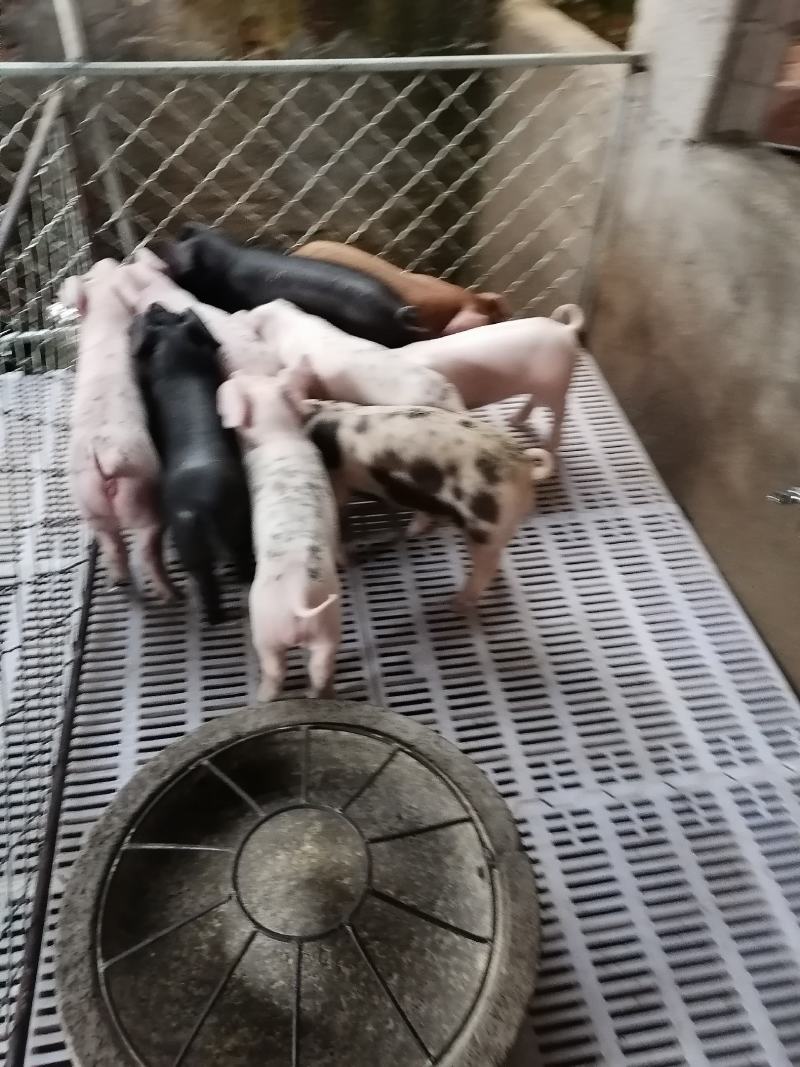精品育肥猪仔，大量货源保证健康，可全国各地发货