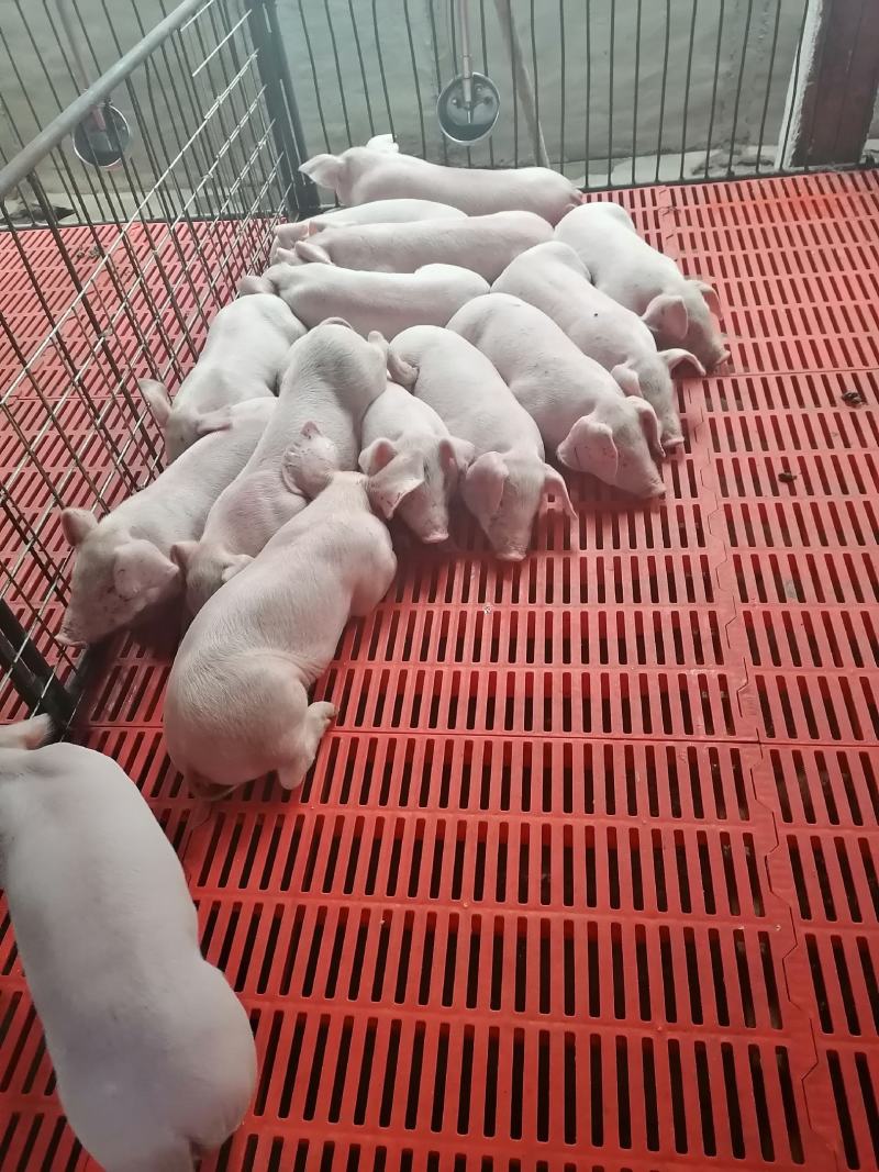 精品育肥猪仔，大量货源保证健康，可全国各地发货