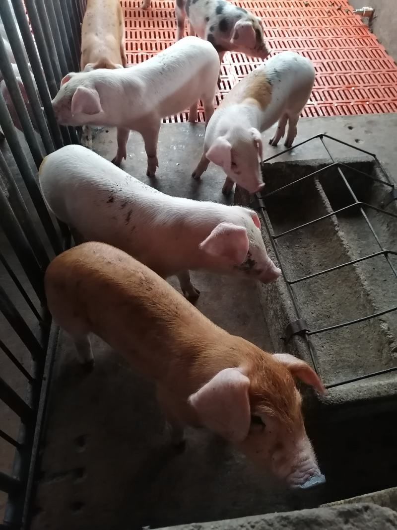 精品育肥猪仔，大量货源保证健康，可全国各地发货