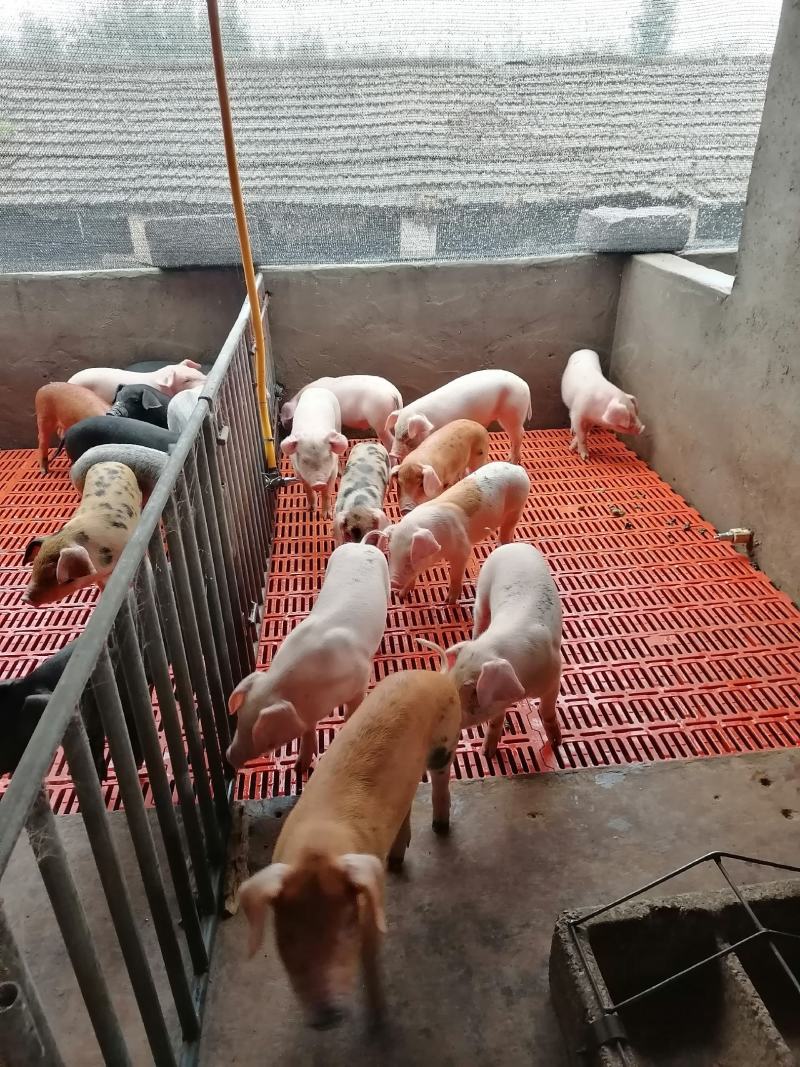 精品育肥猪仔，大量货源保证健康，可全国各地发货