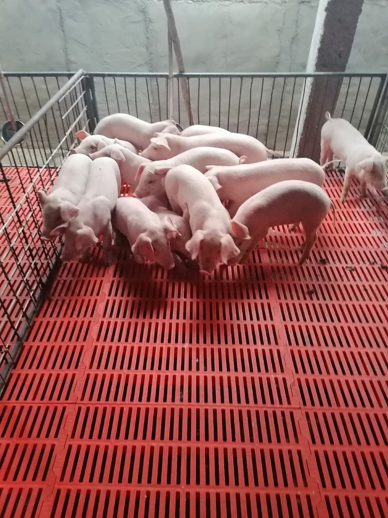 精品育肥猪仔，大量货源保证健康，可全国各地发货
