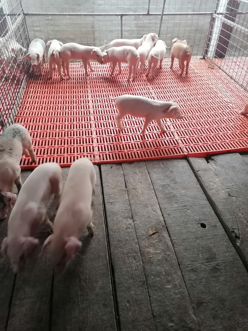 精品育肥猪仔，大量货源保证健康，可全国各地发货