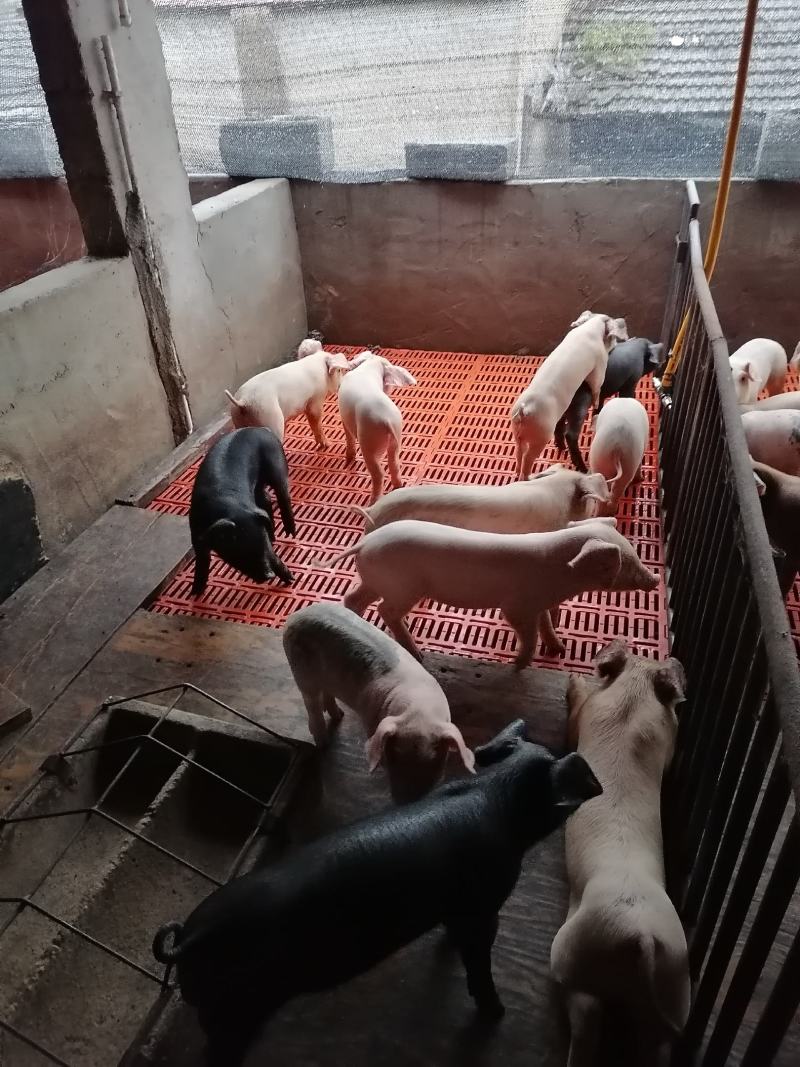 精品育肥猪仔，大量货源保证健康，可全国各地发货
