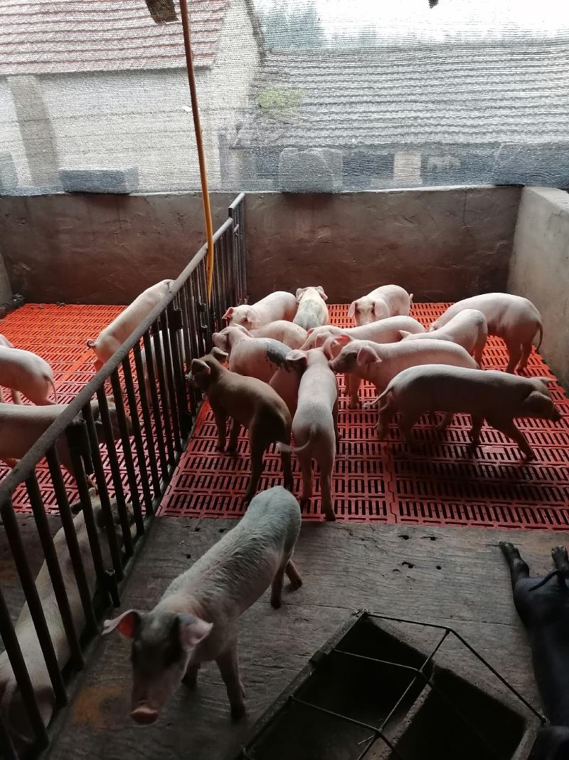 精品育肥猪仔，大量货源保证健康，可全国各地发货