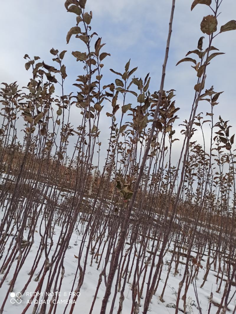【维纳斯黄金】苹果苗脱毒苗3年挂果高丰产现挖现发