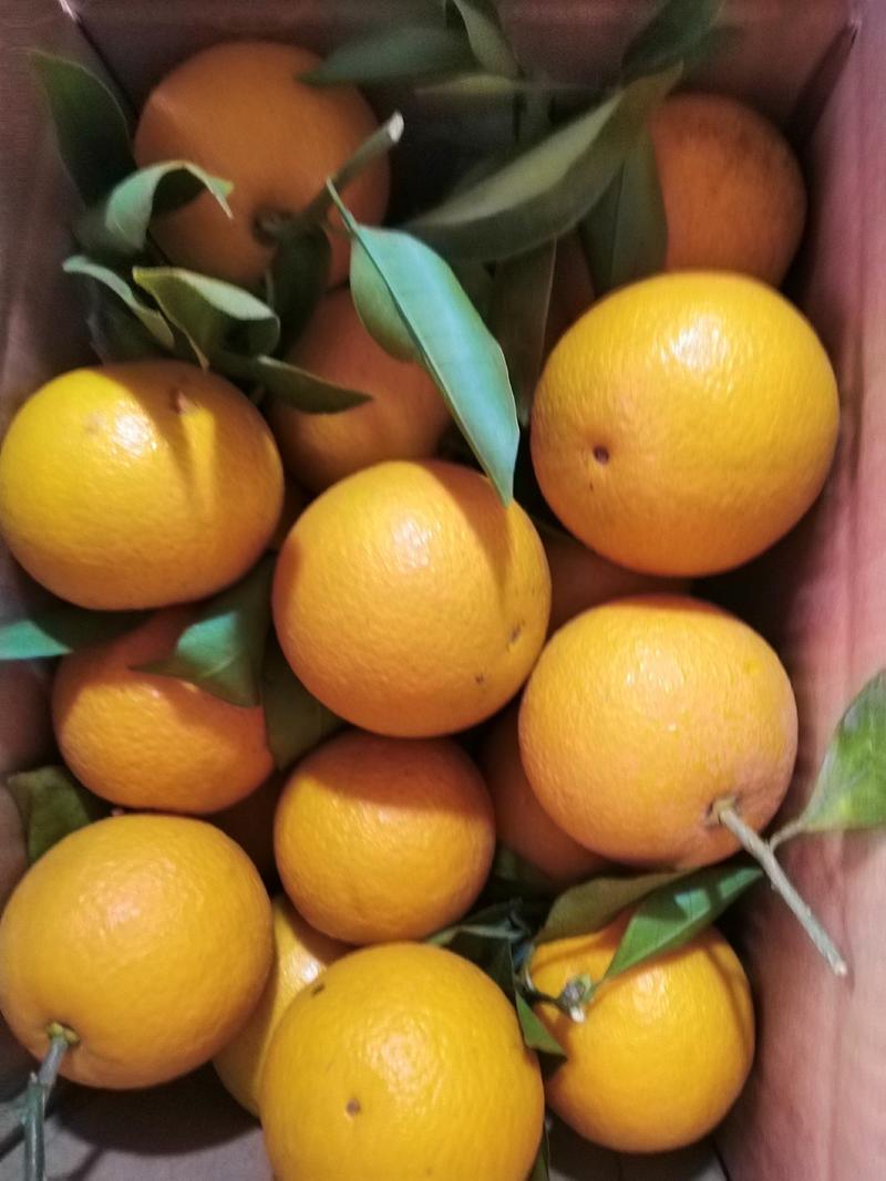 大量供应广西桂林的蜜香橙！清香纯甜比冰糖橙还要甜。