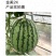 金美2K礼品西瓜种子，花皮红肉，甜脆多汁，口感风味佳