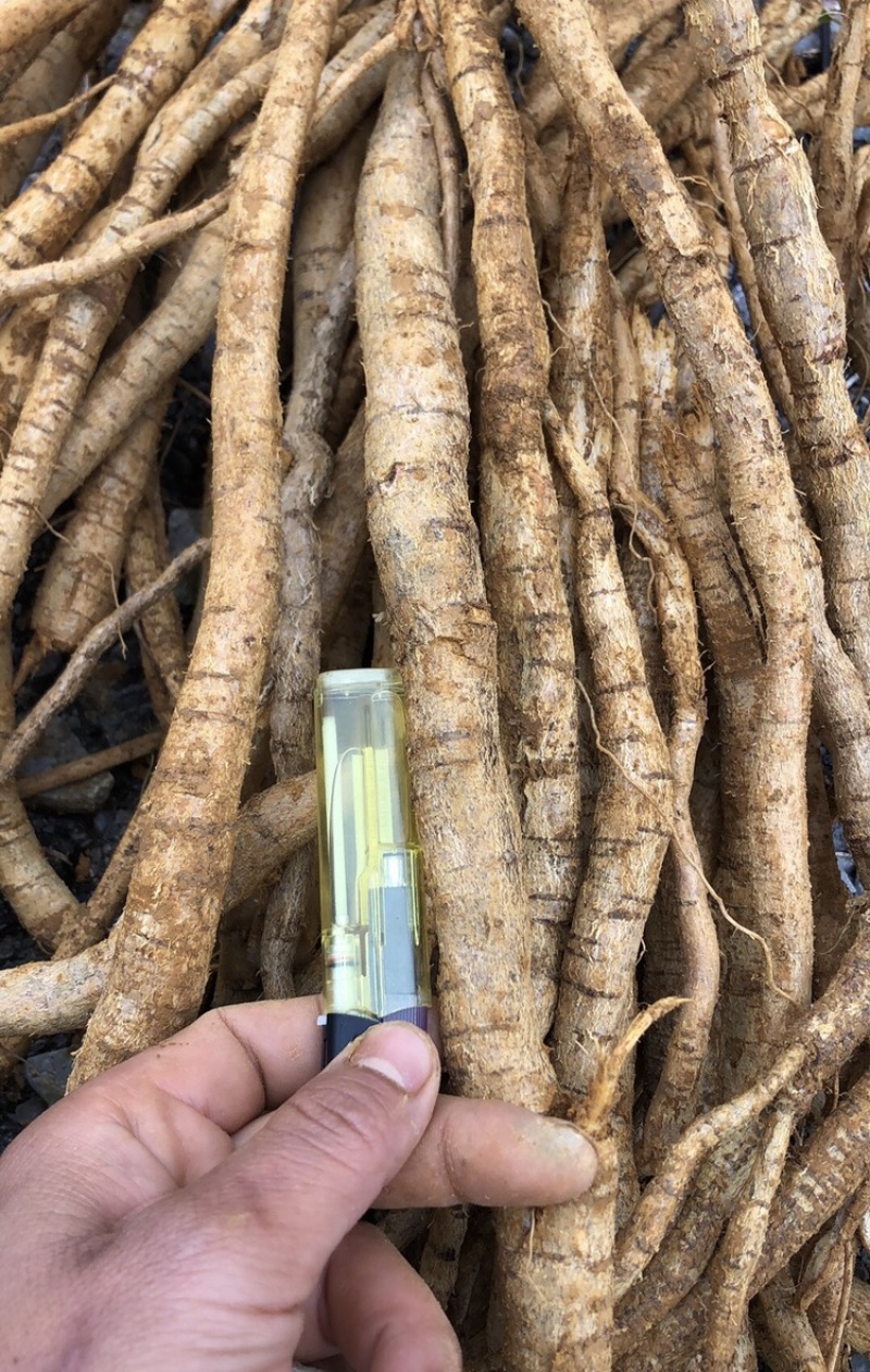 每天新鲜现挖靓野牛大力