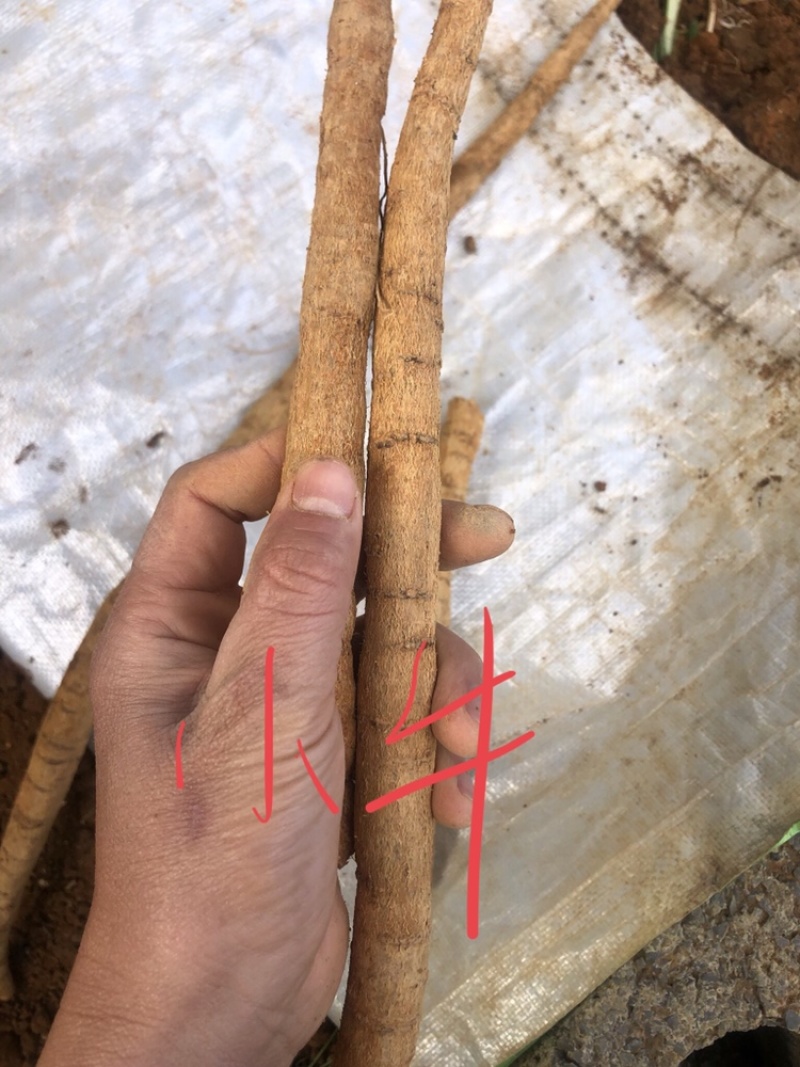每天新鲜现挖靓野牛大力