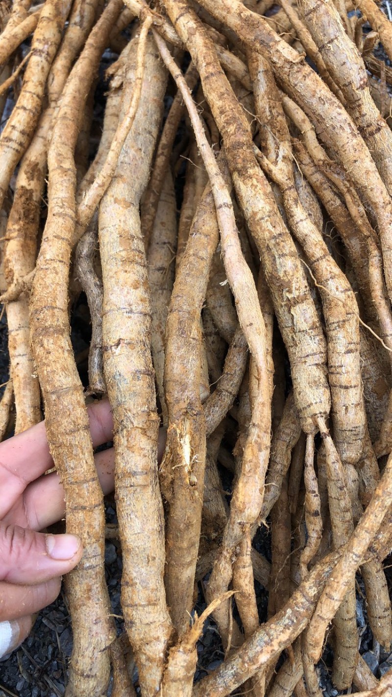 每天新鲜现挖靓野牛大力