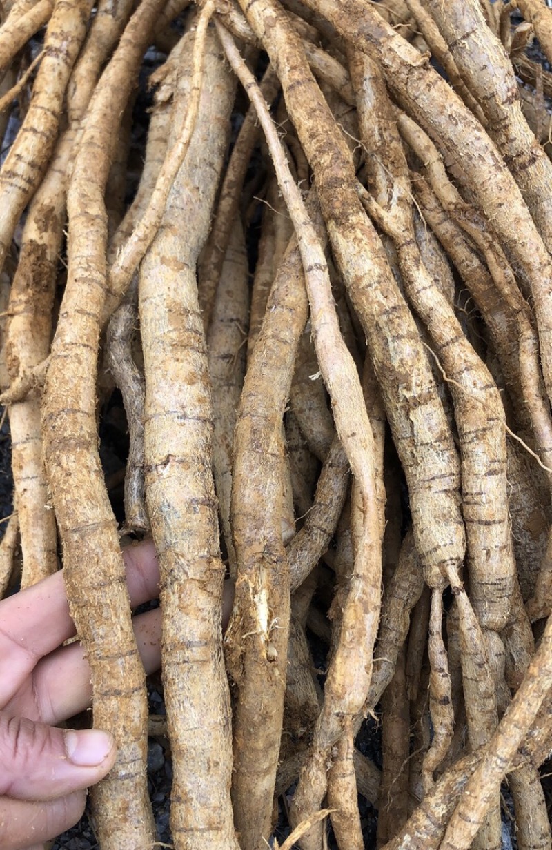 每天新鲜现挖靓野牛大力