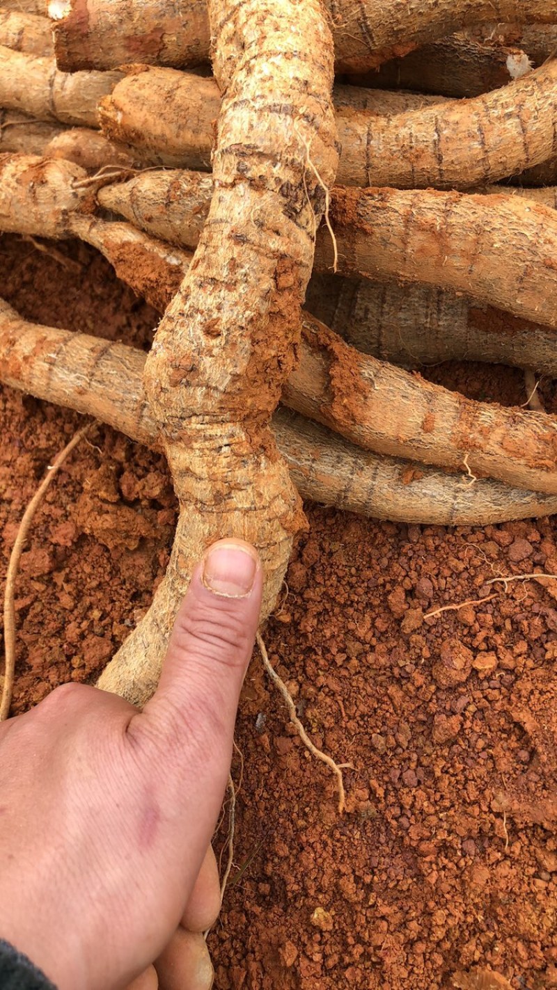 每天新鲜现挖靓野牛大力