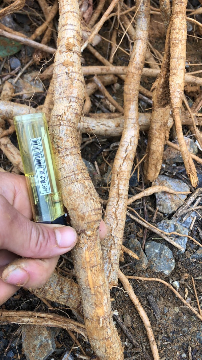 每天新鲜现挖靓野牛大力