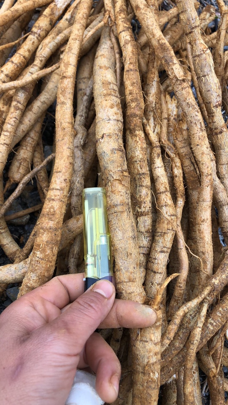 每天新鲜现挖靓野牛大力