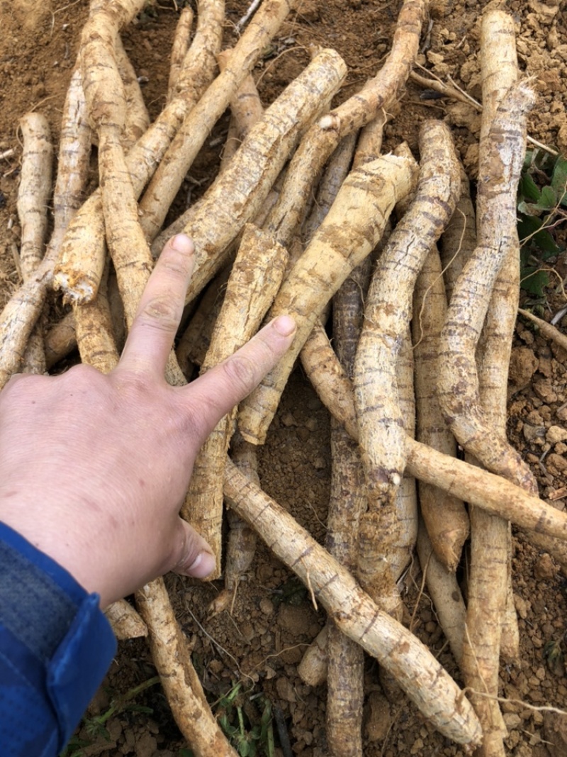 每天新鲜现挖靓野牛大力