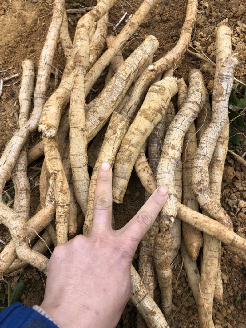 每天新鲜现挖靓野牛大力
