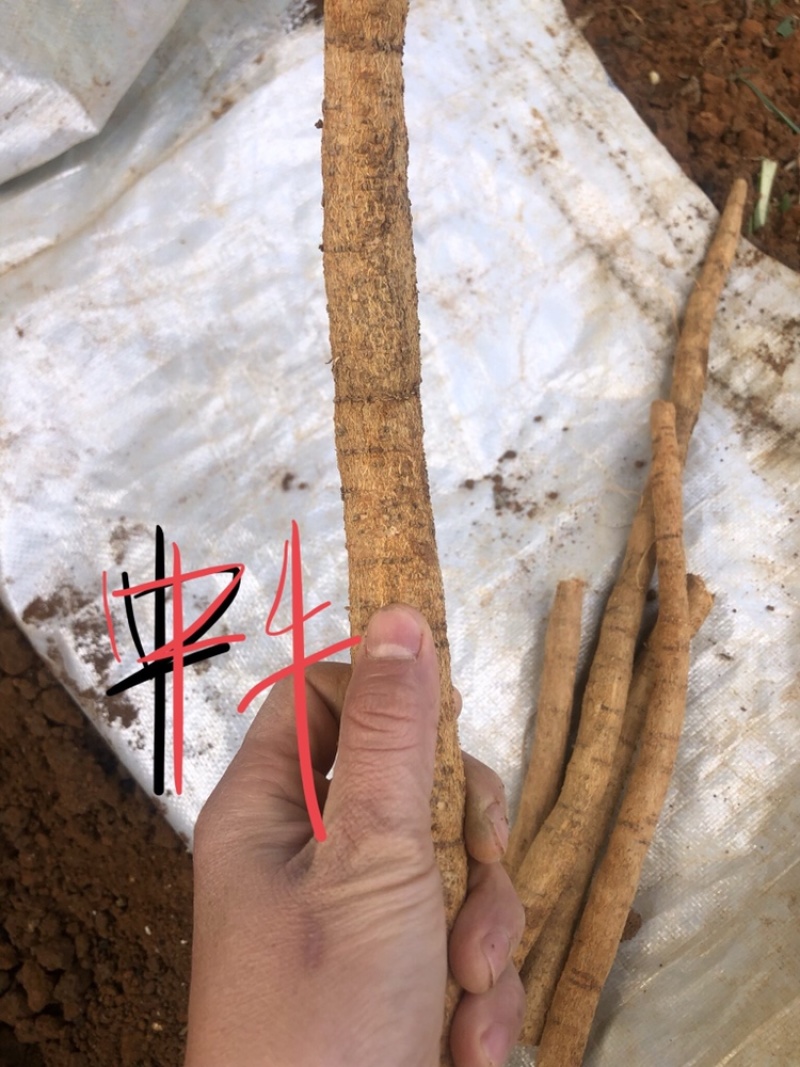 每天新鲜现挖靓野牛大力