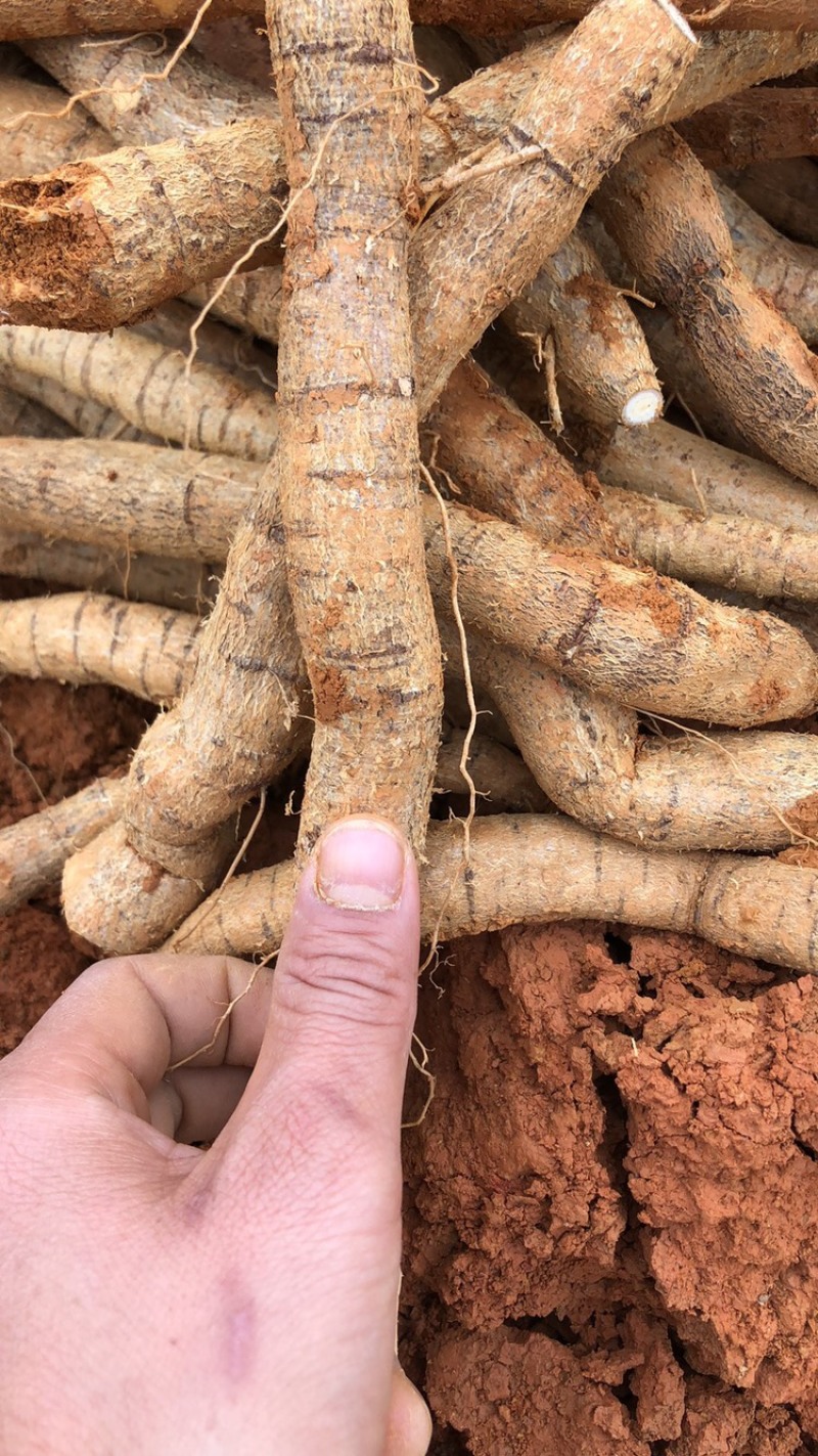 每天新鲜现挖靓野牛大力