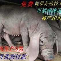 【推荐】活体母猪太湖母猪品种齐全可视频挑选种猪