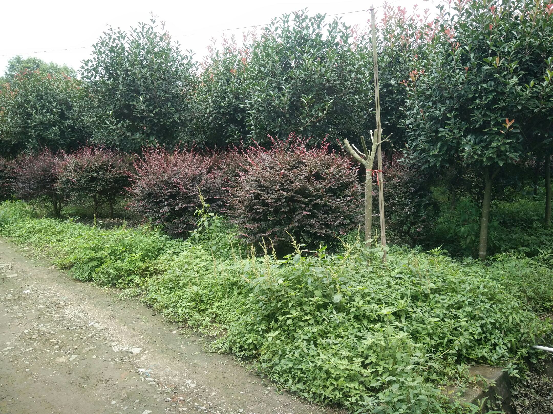 广角实景图:典型城市独栋庭院布局,红叶石楠绿篱线条流畅、冠幅均匀、叶色红绿相间,体现良好修剪管理状态;地面铺装为仿古青砖,整体风格自然雅致,凸显其在私家花园中的实用景观价值 红叶石楠庭院应用全景:三层结构庭院中,红叶石楠修剪成1.2米高弧形绿篱,分隔休闲区与种植区;前方配马蔺与黄金菊,后方衬香樟乔木,展现其作为中层骨架植物的空间组织功能