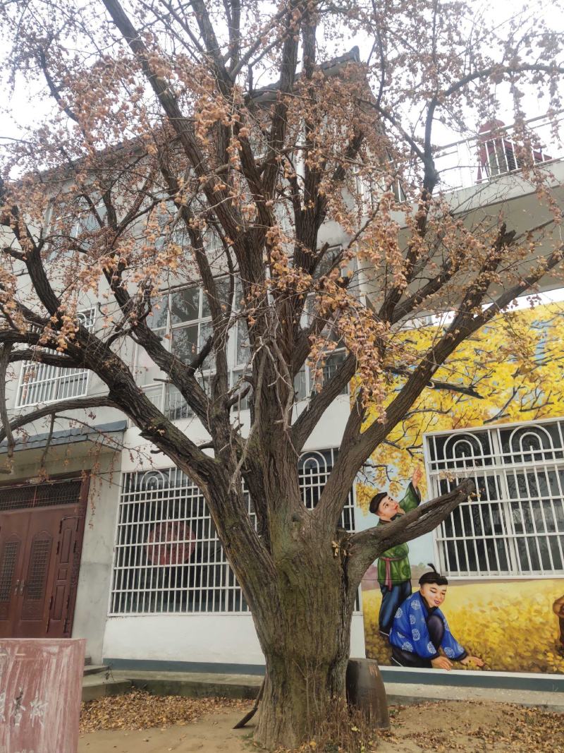 【银杏】山东精品银杏树白果树，银杏苗圃规格齐全欢迎采购