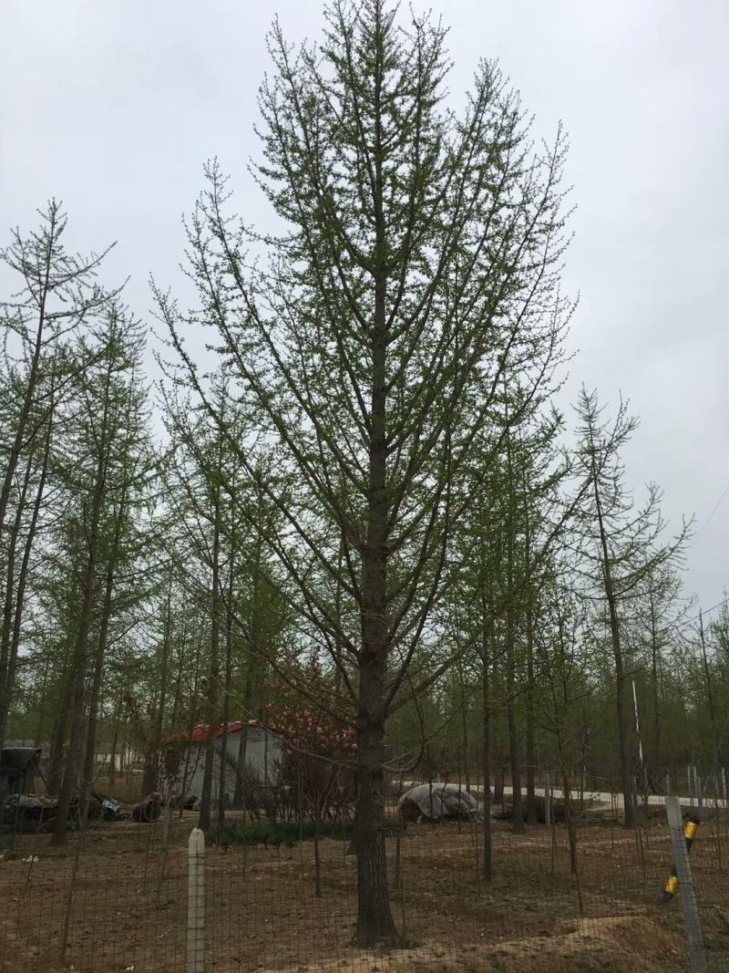 【银杏】山东精品银杏树白果树，银杏苗圃规格齐全欢迎采购