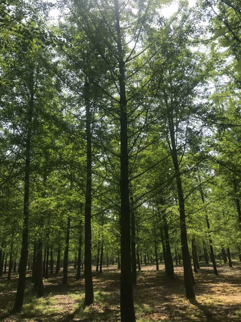 【银杏】山东精品银杏树白果树，银杏苗圃规格齐全欢迎采购