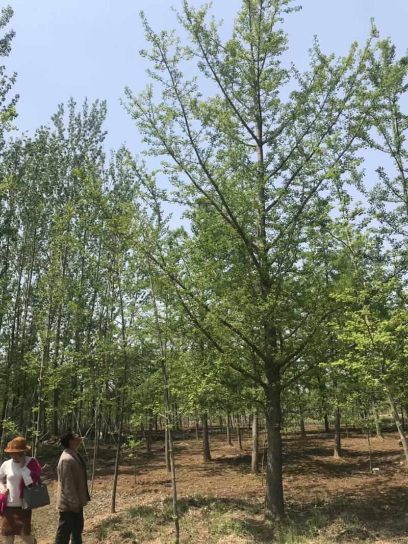 【银杏】山东精品银杏树白果树，银杏苗圃规格齐全欢迎采购
