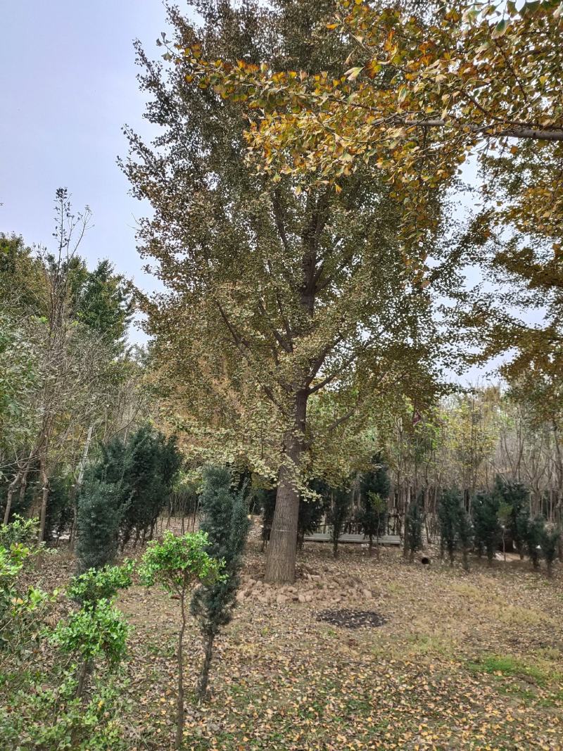 【银杏】山东精品银杏树白果树，银杏苗圃规格齐全欢迎采购